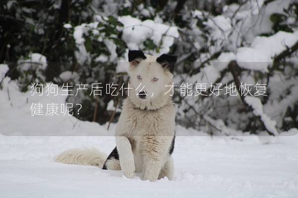 狗狗生產(chǎn)后吃什么，才能更好地恢復(fù)健康呢？